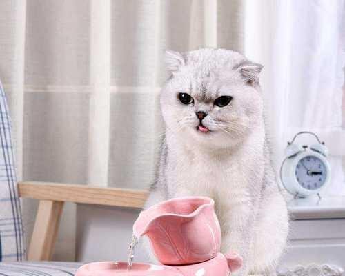 宠物饲养指南——一周小猫咪的喂养法（萌新必看）