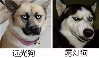 海南宠物：探寻海南最受欢迎的宠物品种？海南宠物店推荐及养护指南