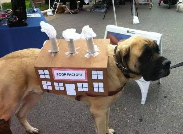 宠物狗托运后养护指南