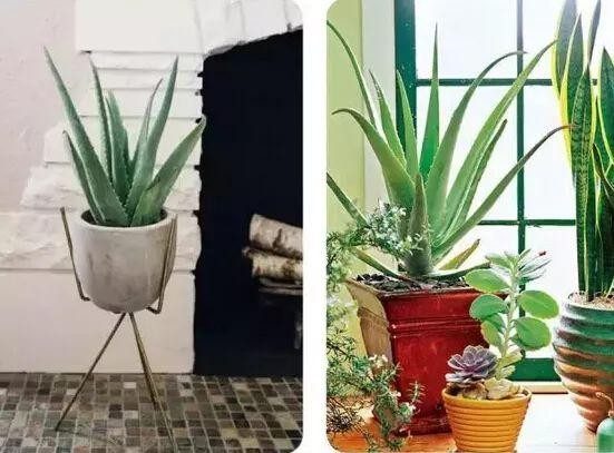 家里养什么绿植好？养这些绿植能让家人长寿，而且好看寓意又好！