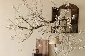 家里一定要养的这5种国风绿植,能瞬间让你的家高级感满满!图片