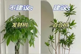 家里建议摆放这8种绿植!赶紧收藏总用得上图片