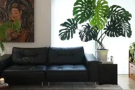 “客厅见树,家业稳固”,一棵绿植一个家,12种常见盆栽绿植图片