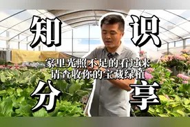 家里光照不足的看过来,请查收你的宝藏绿植!视频封面