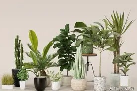 这10种绿植,养护在室内,家旺人也旺,好养不费心图片