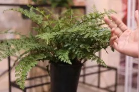 室内养花可以养什么有特色的绿植?园艺师教你,试试吉姆蕨视频封面