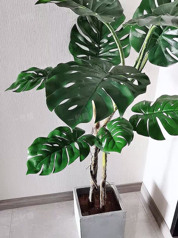 龟背竹 (1).jpg!710