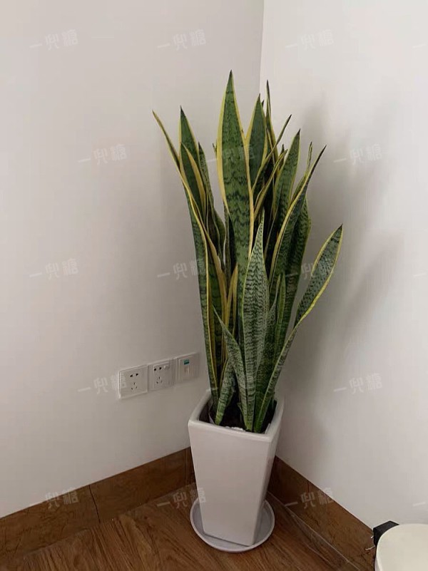 虎皮兰.jpg!710