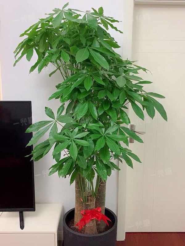 发财树.jpg!710