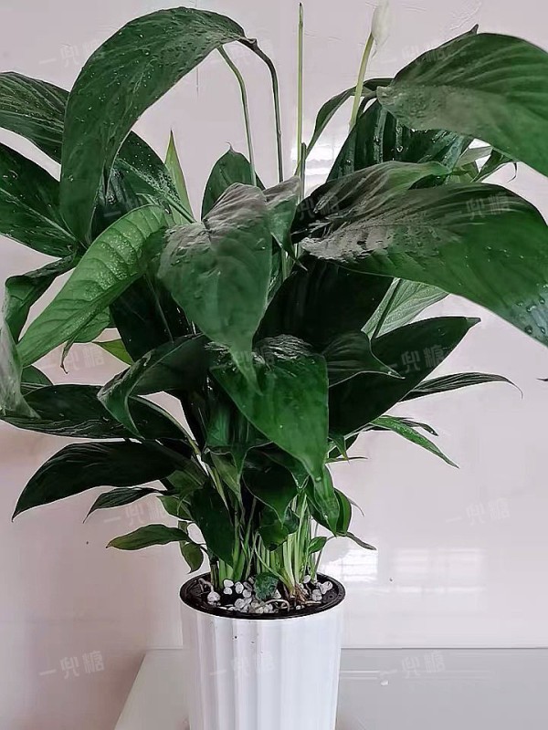 白掌 (2).jpg!710
