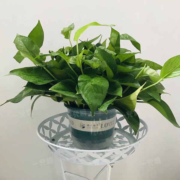 绿萝2.jpg!710