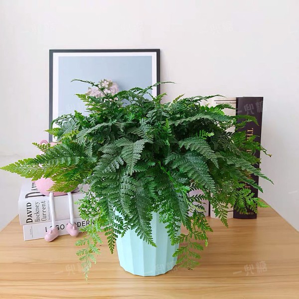 狼尾蕨 (1).jpg!710