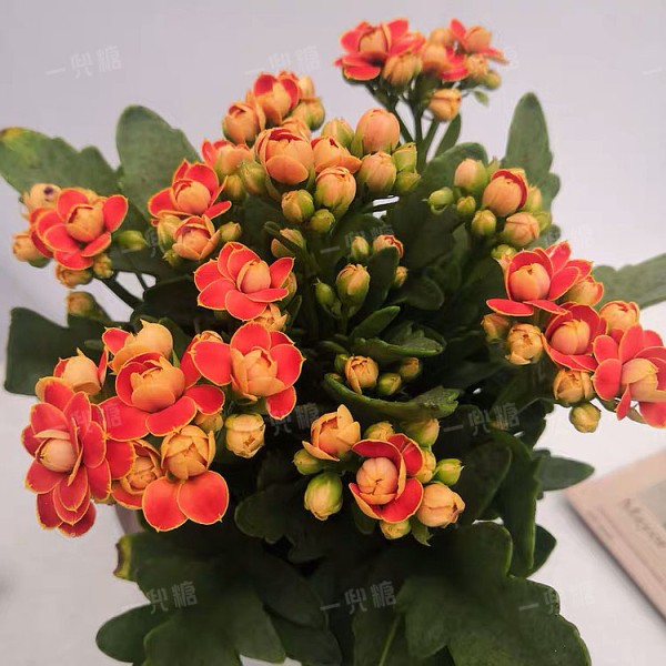 长寿花 (6).jpg!710