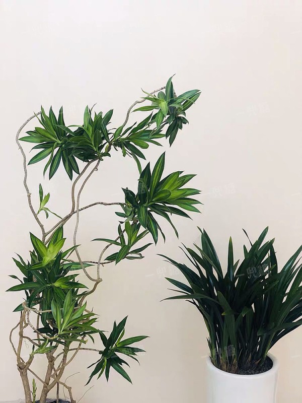 龙血树 (4).jpg!710