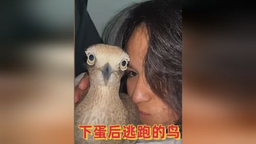 下蛋后逃跑的鸟