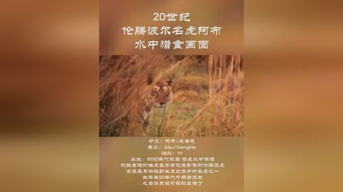 伦腾波尔早期名虎-阿布.成吉思最早参加纪录片的老虎