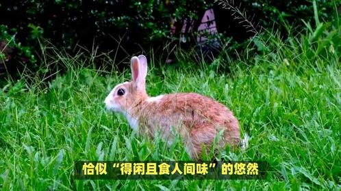 心满意足展笑颜，哪只生肖最怡然呢？