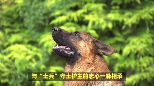 皇上御令寻将卒，奴才所觅属何生肖呢？