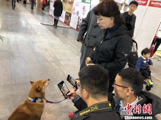 宠物除味,清新生活从‘宠’开始