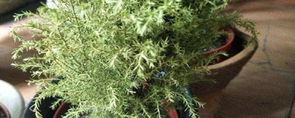 小香松的养殖方法和注意事项