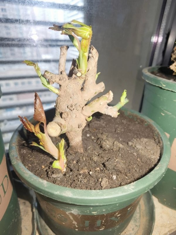月季老桩怎么养 修剪造型与养殖方法