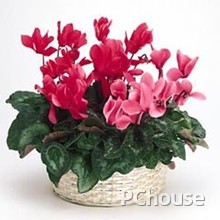 仙客来的养护