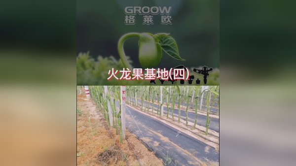 #火龙果 #自动灌溉 #格莱欧 #滴带