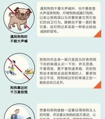 狗狗清洁指南（教你如何正确清洁宠物的身体、环境和用品）