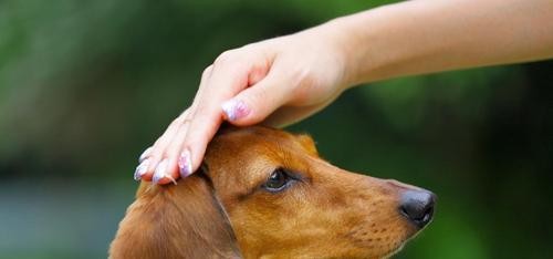 狗狗清洁指南（教你如何正确清洁宠物的身体、环境和用品）