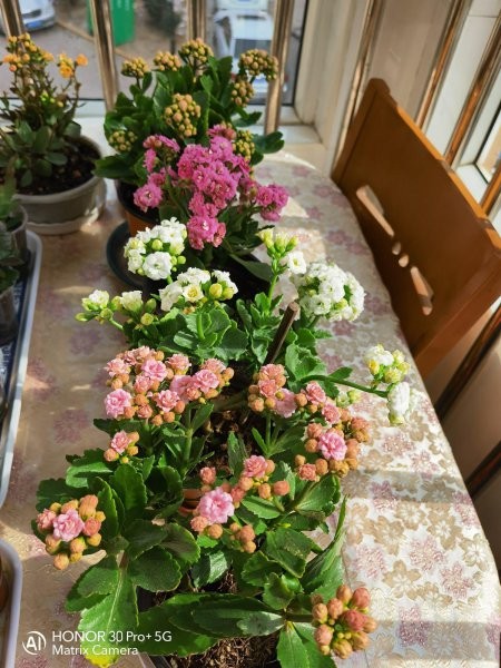 花园整理技巧和方法