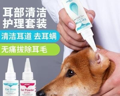比格犬耳朵清洗详解（宠物护理必备技能）