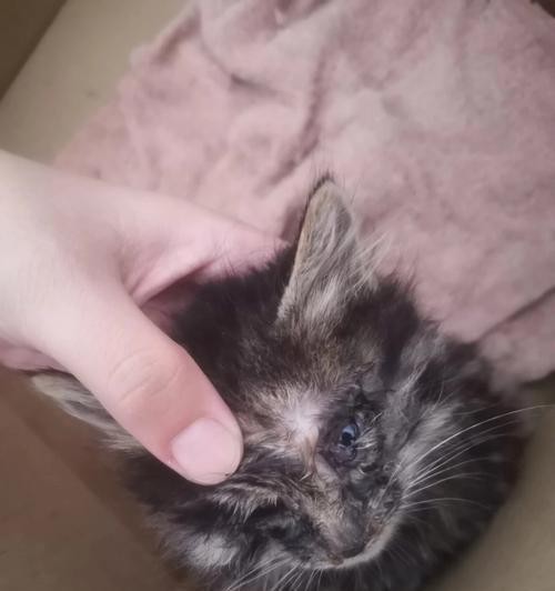 如何清洗猫咪眼睛（宠物护理必知）