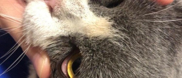 如何清洗猫咪眼睛（宠物护理必知）