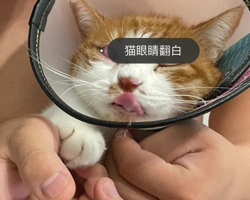 如何清洗猫咪眼睛（宠物护理必知）