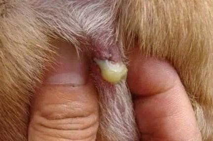 猫咪肛门脏的清洁方法（宠物护理技巧分享）