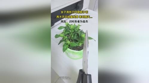 女子用剪刀吓唬栀子花，再不开花就摧残掉 等到隔天
