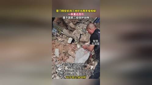 厦门翔安机场工地挖出两条缅甸蟒，一条重达百斤！