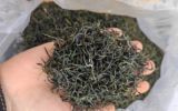 姚村生态茶