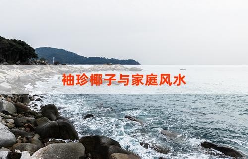 袖珍椰子与家庭风水