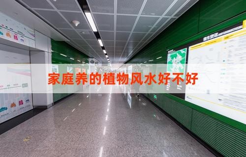 家庭养的植物风水好不好