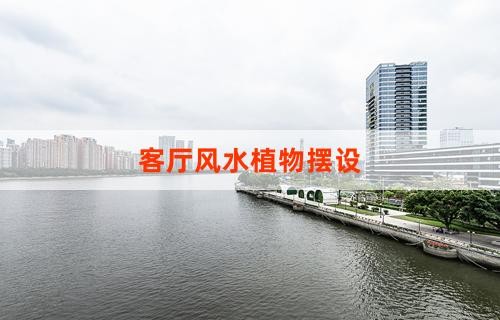 客厅风水植物摆设