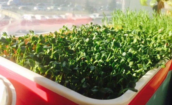飞龙大棚保温被厂家精彩分享