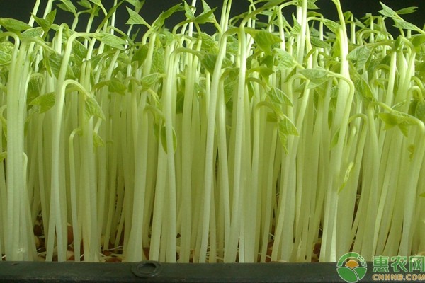 学会这6种家庭阳台蔬菜种植方法，阳台秒变小菜园-图片版权归惠农网所有