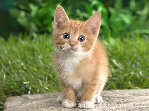 ![cat.jpg-137.1kB][13]