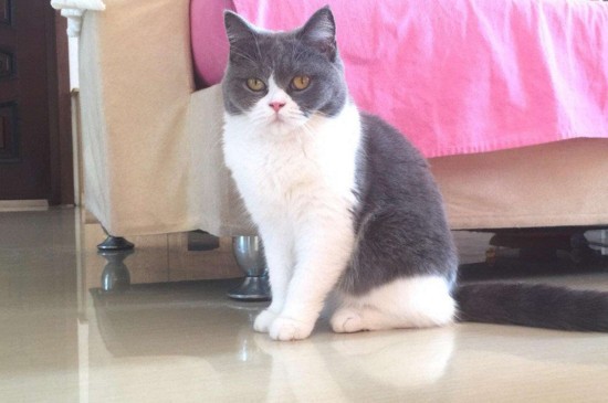 母猫会照顾小猫到多大