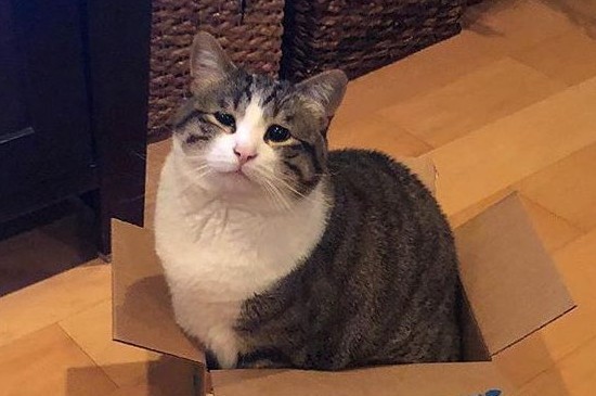 猫咪绝育后怎么照顾