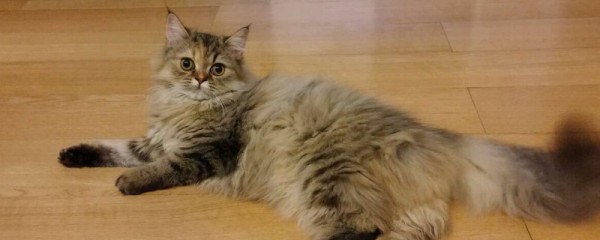 猫咪绝育后怎么照顾
