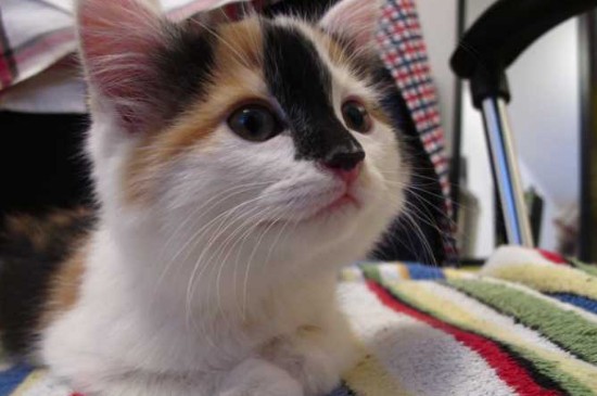 猫咪绝育后怎么照顾