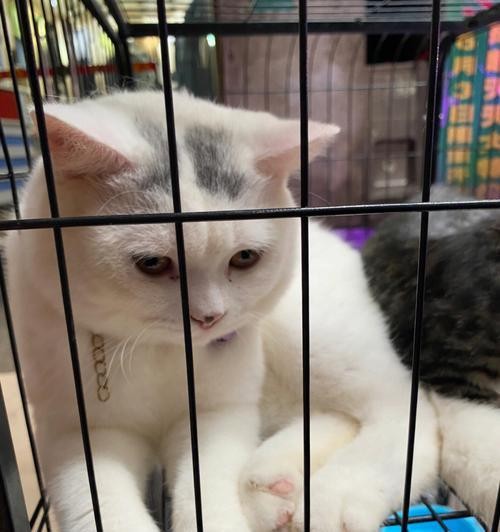 照顾一个月大猫咪的必备知识（从喂养到环境）