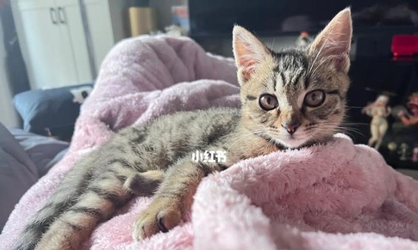 照顾一个月大猫咪的必备知识（从喂养到环境）
